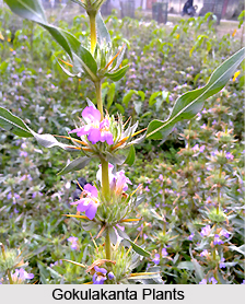 Gokulakanta, Indian Herb