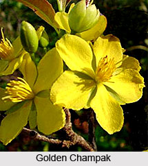 Golden Champak  , Indian Shrub