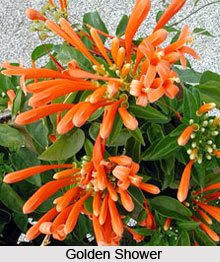 Golden Shower  , Indian Shrub