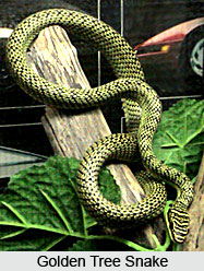 Golden Tree Snake