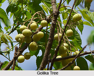 Golika, Indian Medicinal Plant