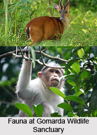 Gomarda Wildlife Sanctuary, Raigarh District, Chhattisgarh