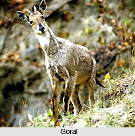 Goral, Indian Animal