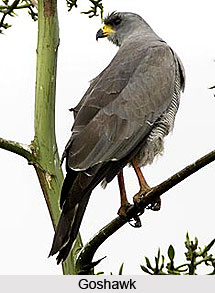 Goshawk, Bird