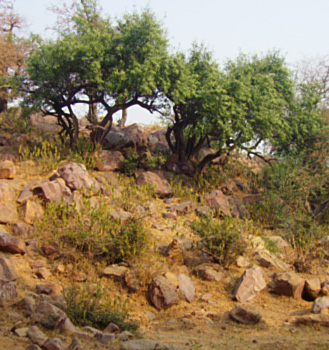 Govardhana Mountain