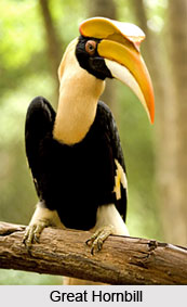 Great Hornbill, Bird
