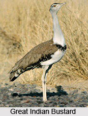 Great Indian Bustard, Bird
