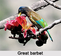 Great Barbet, Indian Bird