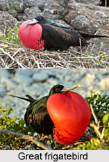 Great Frigatebird, Indian Bird