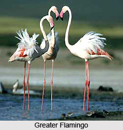 Greater Flamingo, Bird