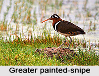 Greater painted-snipe, Indian Bird