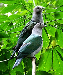 Green Imperial Pigeon
