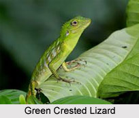 Green Crested Lizard, Indian Reptile