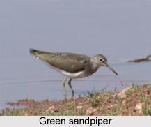 Green Sandpiper, Indian Bird