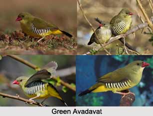 Green Avadavat, Indian Bird