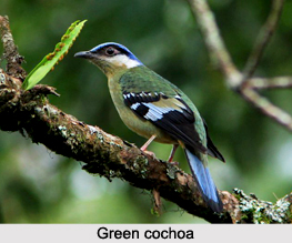 Green Cochoa, Indian Bird