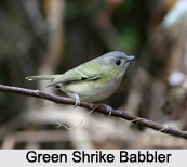 Green Shrike-Babbler, Indian Bird