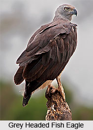 Khibul Lamjao National Park