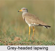 Grey-Headed Lapwing, Indian Bird