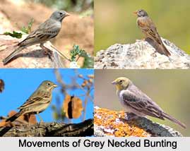 Grey-Necked Bunting, Indian Bird