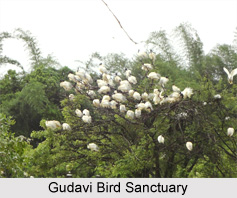 Gudavi Bird Sanctuary,Wildlife,Karnataka