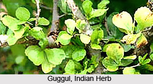 Guggul , Indian Herb