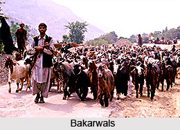 Gujjar Bakarwals in India