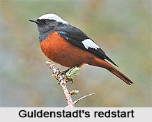 GÃ¼ldenstÃ¤dt`s Redstart, Indian Bird