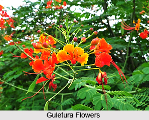 Guletura Plant, Indian Medicinal Plants