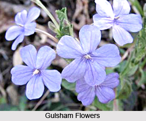 Gulsham, Indian Medicinal Plant