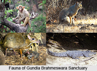 Gundlu Brahmeswaram Sanctuary, Andhra Pradesh