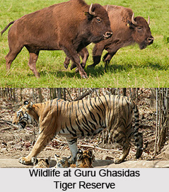 Guru Ghasidas Tiger Reserve, Koria District, Chhattisgarh