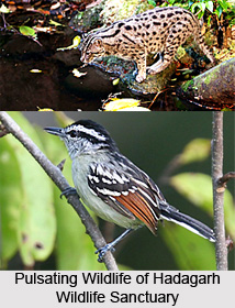 Hadagarh Wildlife Sanctuary, Odisha