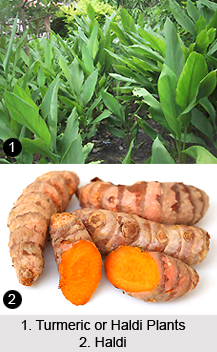 Haldi, Turmeric, Indian Medicinal Plant
