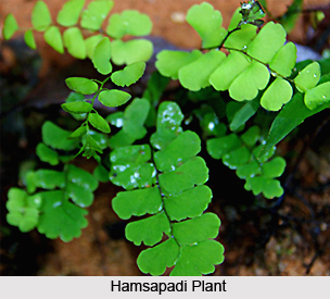 Hamsapadi, Indian Medicinal Plants