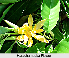 Harachampaka, Indian Medicinal Plant