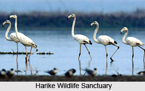 Harike Wildlife Sanctuary