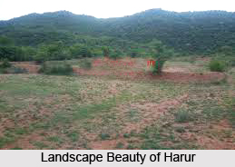 Harur, Dharmapuri, Tamil Nadu
