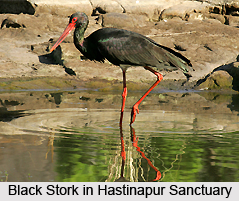 Hastinapur Sanctuary, Uttar Pradesh