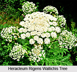Heracleum rigens Wallichis, Indian Medicinal Plant