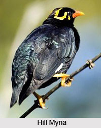Hill Myna, Bird