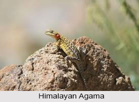 Himalayan Agama, Indian Reptile