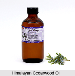 Himalayan Cedarwood Oil