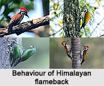 Himalayan Flameback, Indian Bird