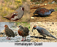 Himalayan Quail, Indian Bird