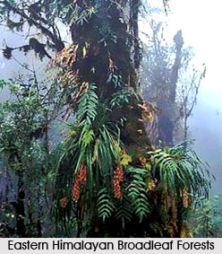 Himalayan Subtropical Broadleaf Forests in India