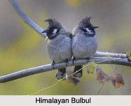 Himalayan Bulbul, Indian Bird