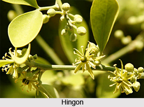 Hingon, Indian Medicinal Plant