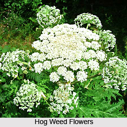 Hog Weed, Indian Herb