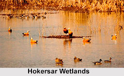 Hokersar Wetlands, Srinagar, Jammu and Kashmir